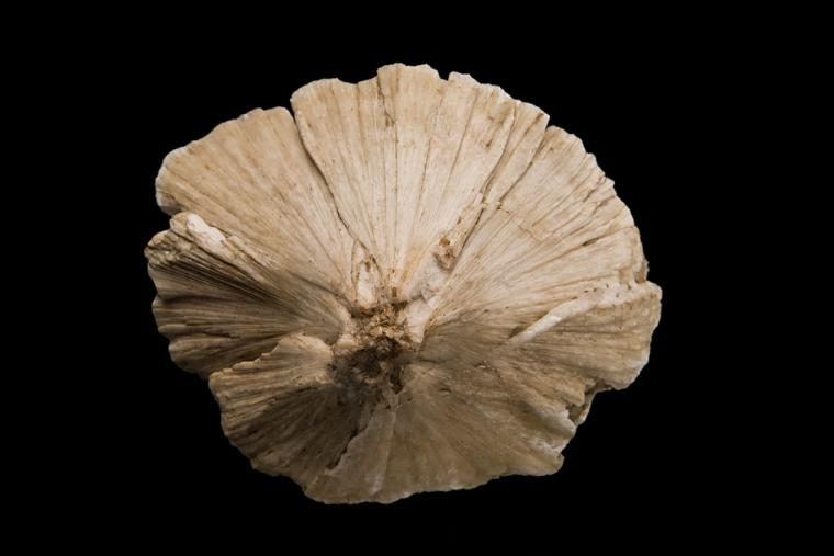 ULEXITE 