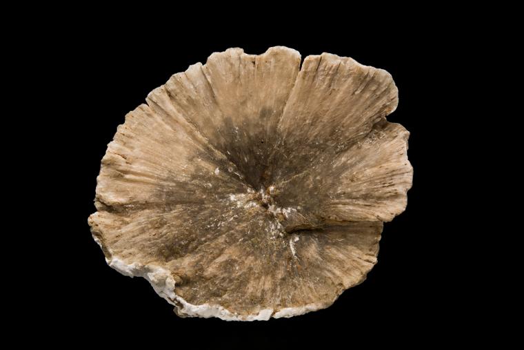 ULEXITE 