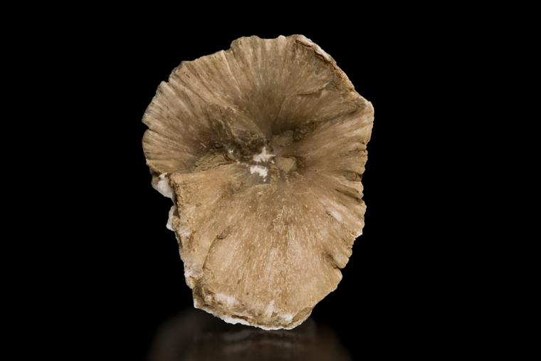ULEXITE 