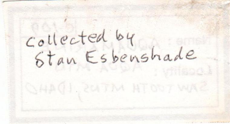 BERYL var. Aquamarine