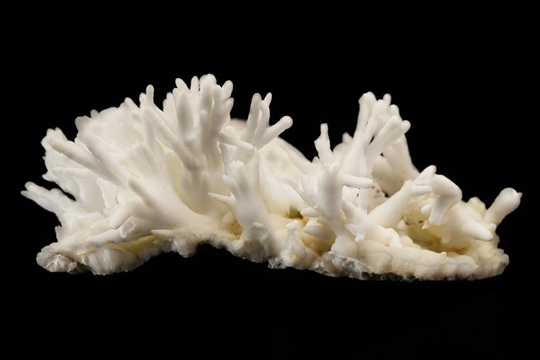 ARAGONITE var. Flos Ferri