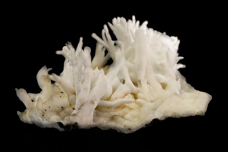 ARAGONITE var. Flos Ferri