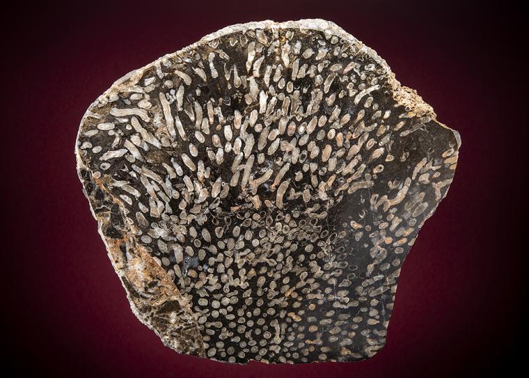 Fossilized Coral