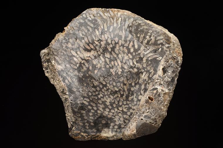 Fossilized Coral