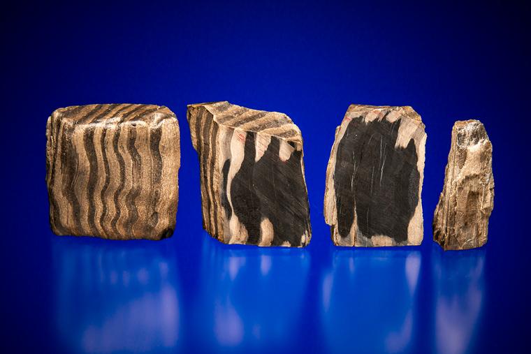 PETRIFIED WOOD