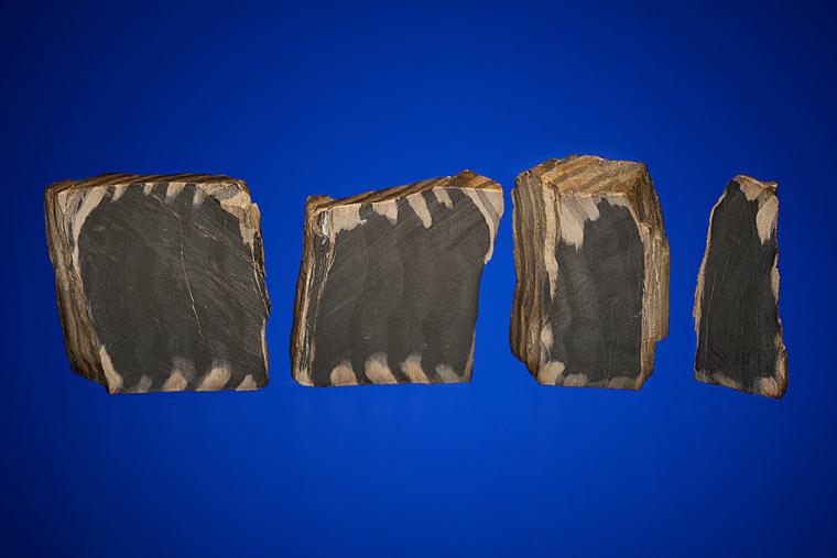 PETRIFIED WOOD