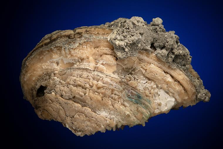 CALCITE in Shell Fossil (Mercenaria Permagna)