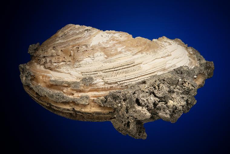 CALCITE in Shell Fossil (Mercenaria Permagna)