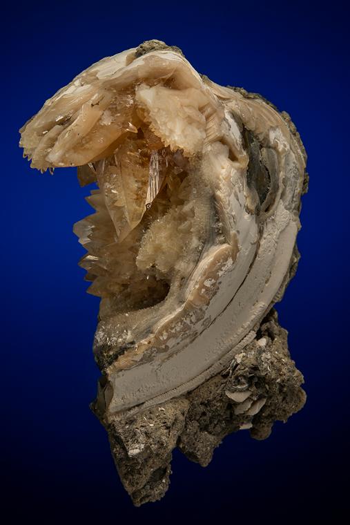CALCITE in Shell Fossil (Mercenaria Permagna)