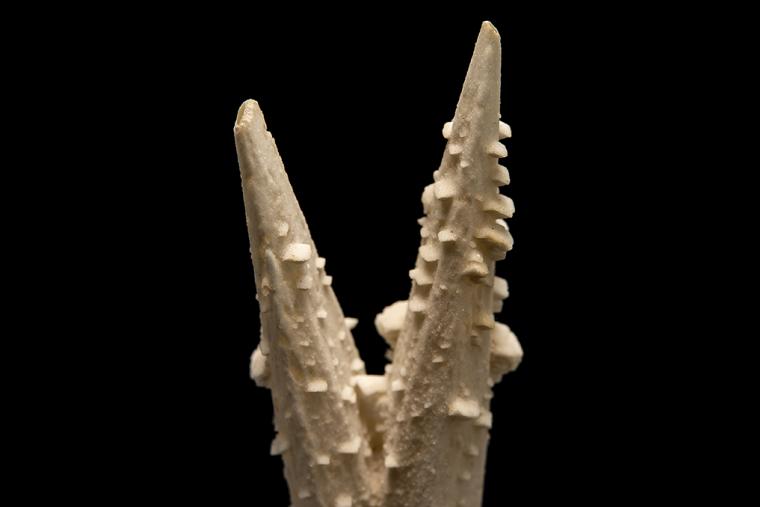 BENSTONITE on CALCITE