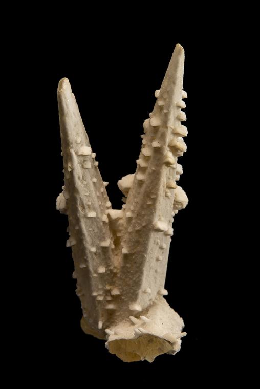 BENSTONITE on CALCITE