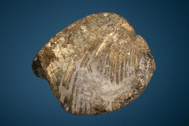 Pyritized Brachiopod (Paraspirifer)