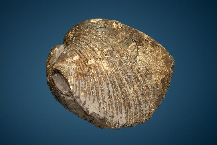 Pyritized Brachiopod (Paraspirifer)