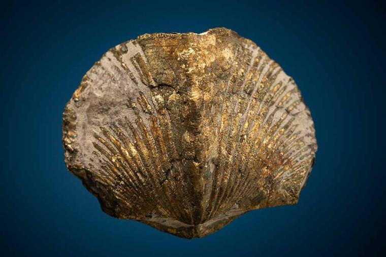 Pyritized Brachiopod (Paraspirifer)