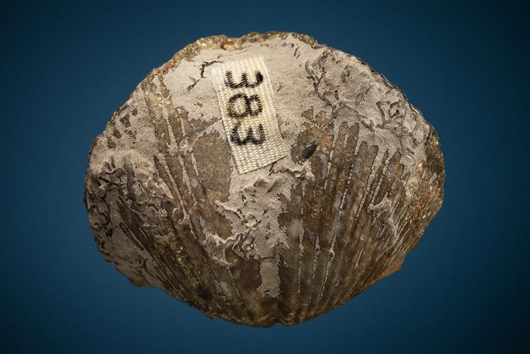 Pyritized Brachiopod (Paraspirifer)