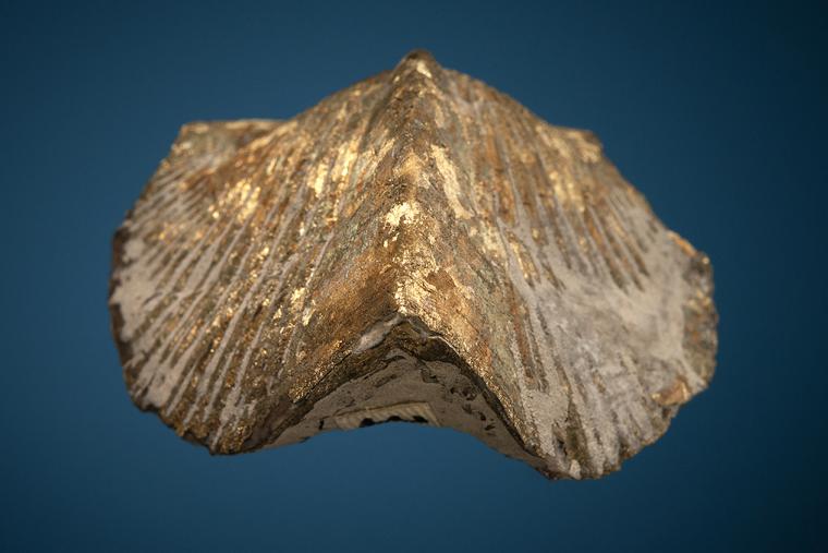 Pyritized Brachiopod (Paraspirifer)