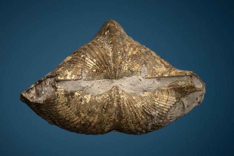 Pyritized Brachiopod (Paraspirifer)