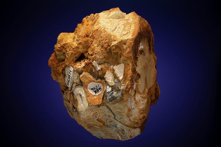 VARISCITE with CRANDALLITE and WARDITE